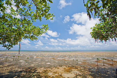 Back reef Habitat The back reef habitat off South Water Caye with sand mounds of the ghost shrimp, Callianassia sp. in the sea grass beds and red mangrove, South Water Caye, Belize Belize,Callianassia Shrimp,Dangriga,Ghost Shrimp,Seagrass,South Water Caye,back reef,mangrove,red mangrove,reef flat