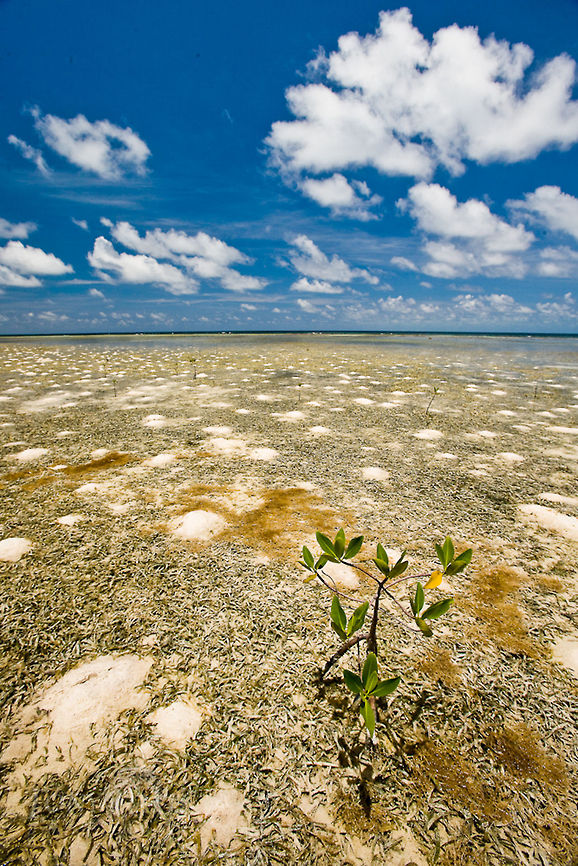 Back reef Habitat The back reef habitat off South Water Caye with sand mounds of the ghost shrimp, Callianassia sp. in the sea grass beds, South Water Caye, Belize Belize,Callianassia Shrimp,Dangriga,Ghost Shrimp,Seagrass,South Water Caye,back reef,sand mounds