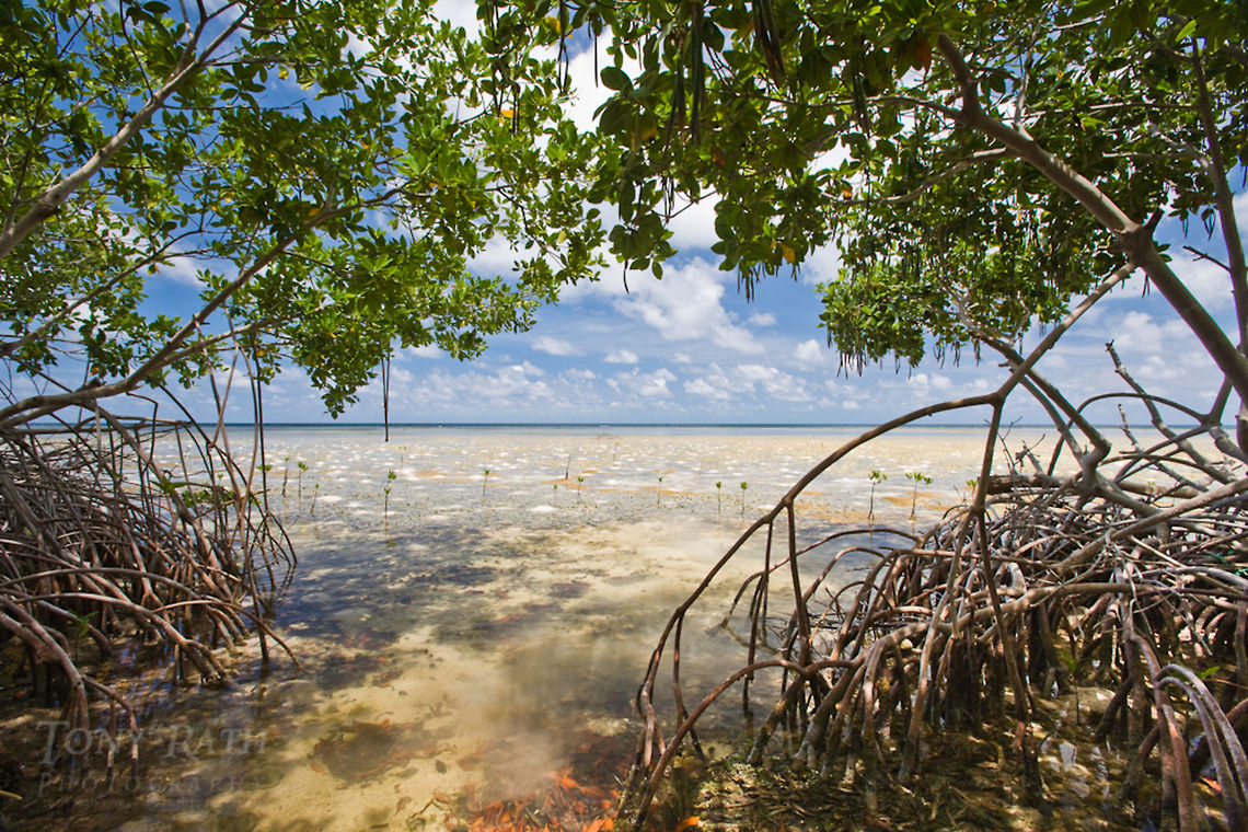 Back reef Habitat The back reef habitat off South Water Caye with sand mounds of the ghost shrimp, Callianassia sp. in the sea grass beds and red mangrove, South Water Caye, Belize Belize,Callianassia Shrimp,Dangriga,Ghost Shrimp,Seagrass,South Water Caye,back reef,mangrove,red mangrove,reef flat