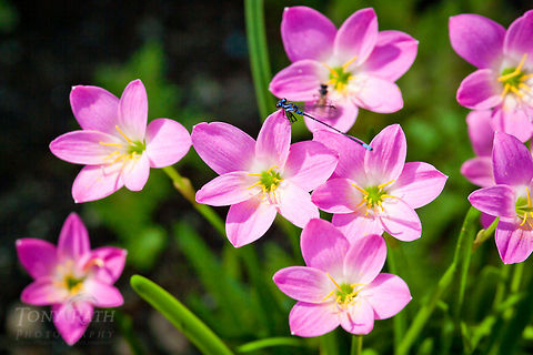 Damsel Fly on flowers Damselfly and Flowers, Spanish Lookout, Belize Argia pulla,Belize,Dangriga,Flowers,bugs,insects,pink