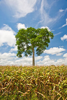 Ceiba tree Ceiba tree growing in the middle of corn fields in Spanish Lookout, Belize5 Belize,Ceiba Tree,Ceiba pentandra,Dangriga,clouds,cornfield
