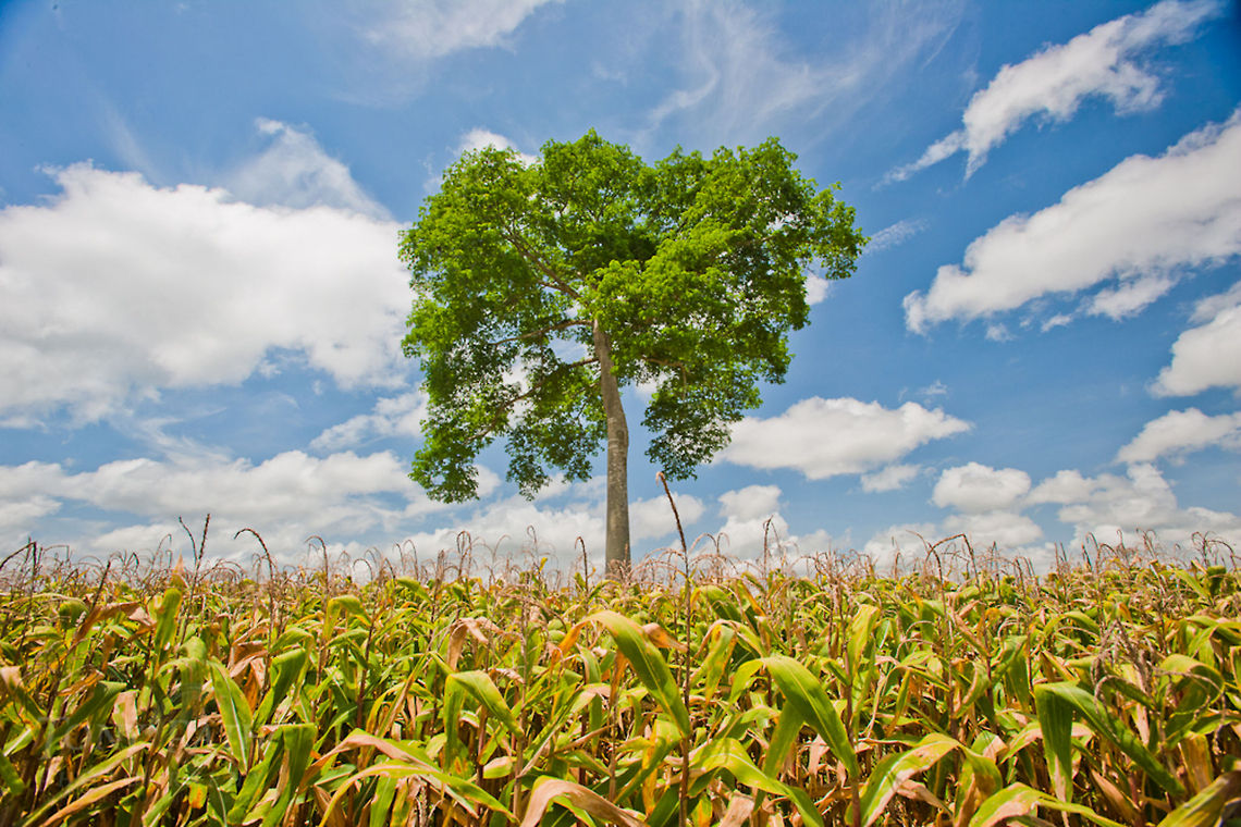 Ceiba tree Ceiba tree growing in the middle of corn fields in Spanish Lookout, Belize5 Belize,Ceiba Tree,Dangriga,Landscapes,clouds,cornfield