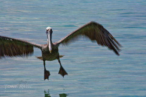 Brown Pelican Brown Pelican Landing Belize,Birds,Dangriga,Pelecanus occidentalis,brown pelicans,pelican