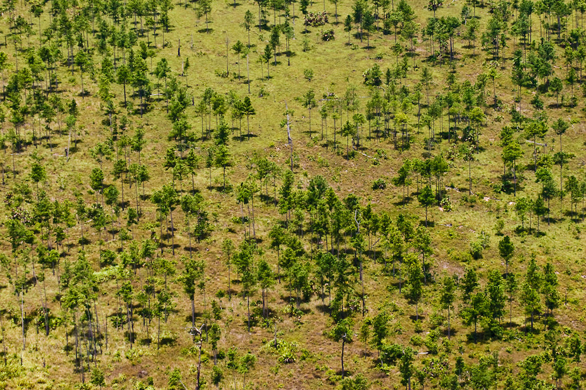 Coastal Pine Savana Coastal pine savana, Toledo District, Belize Belize,Dangriga,Landscapes,Pinus caribean,Savanna,aerial,coastal,pine