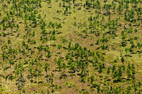 Coastal Pine Savana Coastal pine savana, Toledo District, Belize Belize,Dangriga,Landscapes,Pinus caribean,Savanna,aerial,coastal,pine