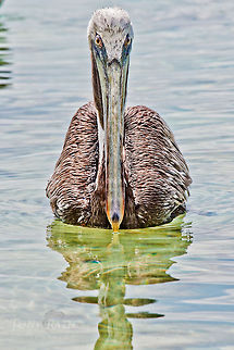 Brown Pelican Brown Pelican Belize,Birds,Dangriga,Pelecanus occidentalis,brown pelicans,pelican