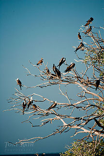 Frigate and boobie birds Frigate and boobie birds on Man-O-War Caye, Belize Belize,Birds,Boobie Birds,Dangriga,Fregata magnificens,Frigate Bird,Magnificent Frigatebird,Man-O-War Caye