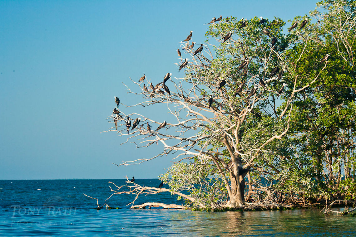 Frigate and boobie birds Frigate and boobie birds on Man-O-War Caye, Belize Belize,Birds,Boobie Birds,Dangriga,Fregata magnificens,Frigate Bird,Magnificent Frigatebird,Man-O-War Caye