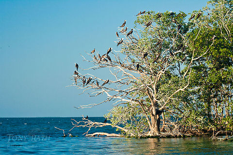 Frigate and boobie birds Frigate and boobie birds on Man-O-War Caye, Belize Belize,Birds,Boobie Birds,Dangriga,Fregata magnificens,Frigate Bird,Magnificent Frigatebird,Man-O-War Caye