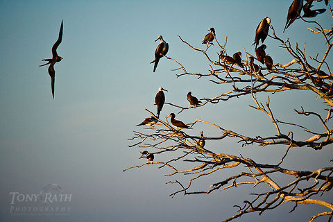 Frigate and boobie birds Frigate and boobie birds on Man-O-War Caye, Belize Belize,Birds,Boobie Birds,Dangriga,Fregata magnificens,Frigate Bird,Magnificent Frigatebird,Man-O-War Caye