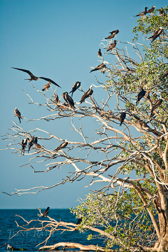 Frigate and boobie birds Frigate and boobie birds on Man-O-War Caye, Belize Belize,Birds,Boobie Birds,Dangriga,Fregata magnificens,Frigate Bird,Magnificent Frigatebird,Man-O-War Caye