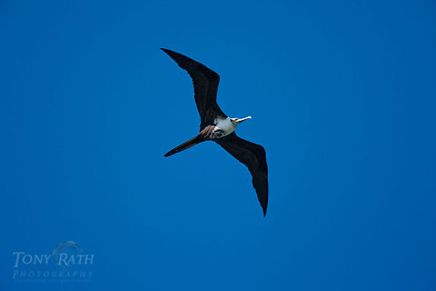 Frigate Bird The Magnificent Frigate Bird, Belize Belize,Dangriga,Fregata magnificens,Magnificent Frigatebird,birds