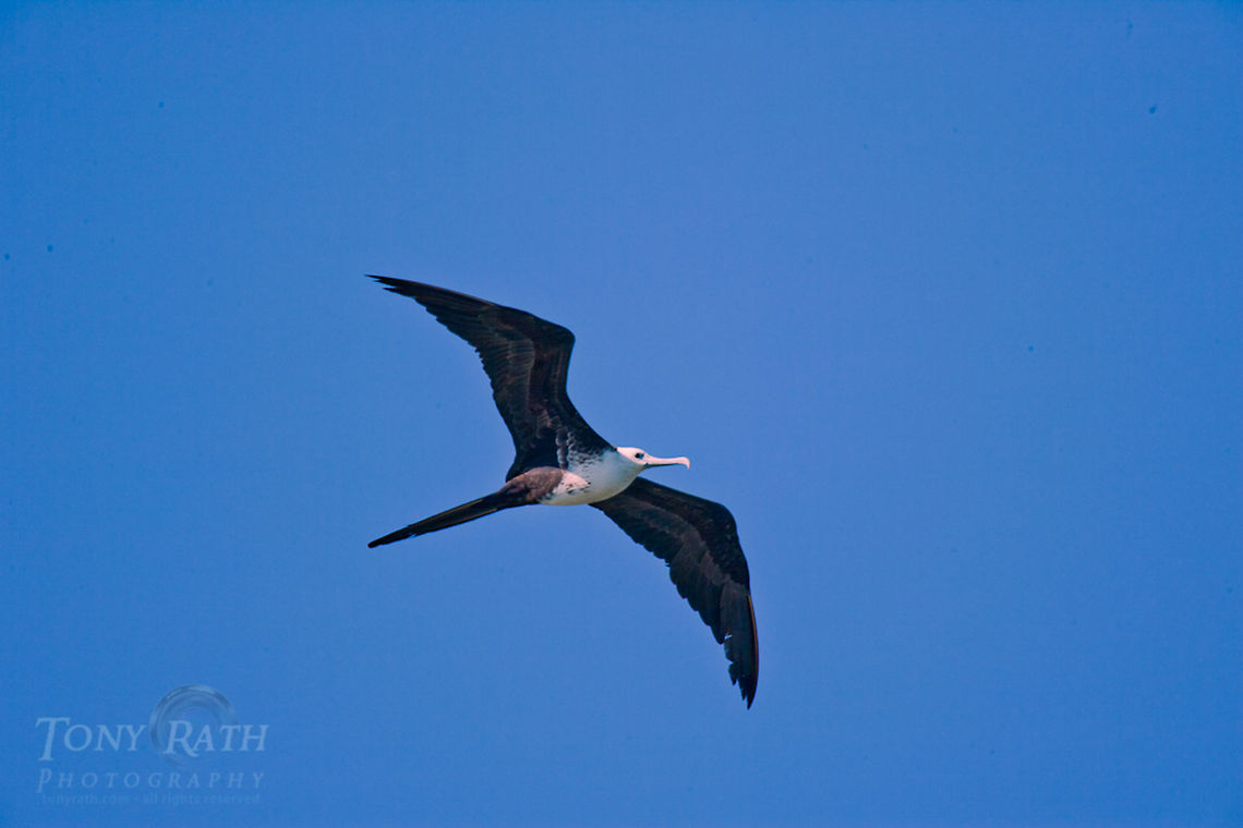 Frigate Bird The Magnificent Frigate Bird, Belize Belize,Birds,Dangriga,Fregata magnificens,Magnificent Frigatebird