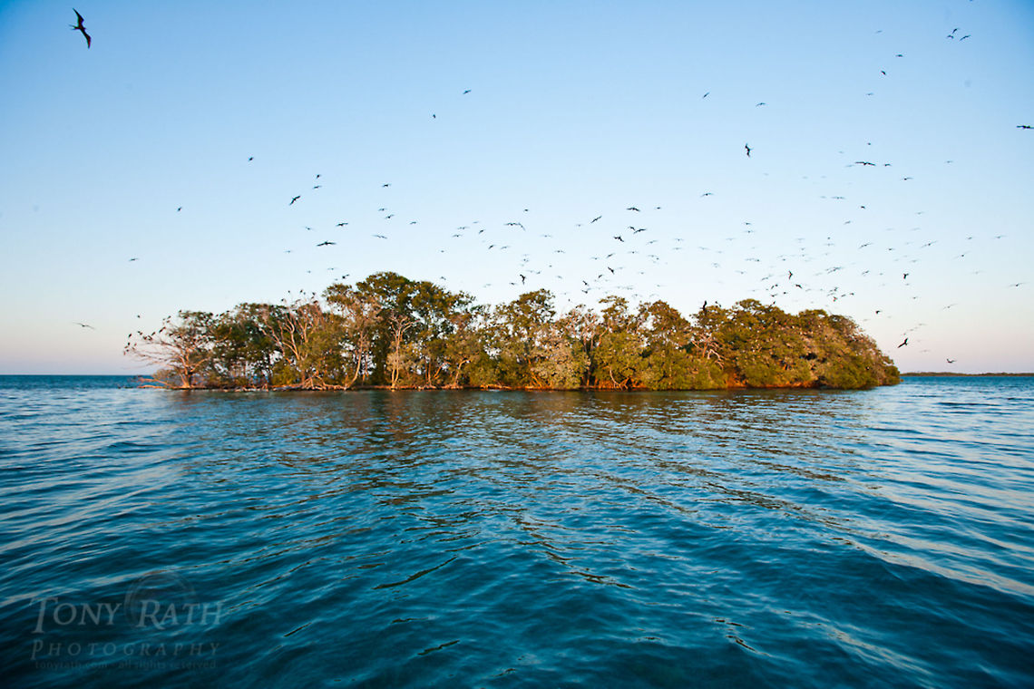 Man-O-War Caye Man-O-War Caye, part of the South Water Caye Marine Reserve, Belize Belize,Dangriga,Fregata magnificens,Landscapes,Magnificent Frigatebird