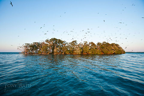Man-O-War Caye Man-O-War Caye, part of the South Water Caye Marine Reserve, Belize Belize,Dangriga,Fregata magnificens,Landscapes,Magnificent Frigatebird