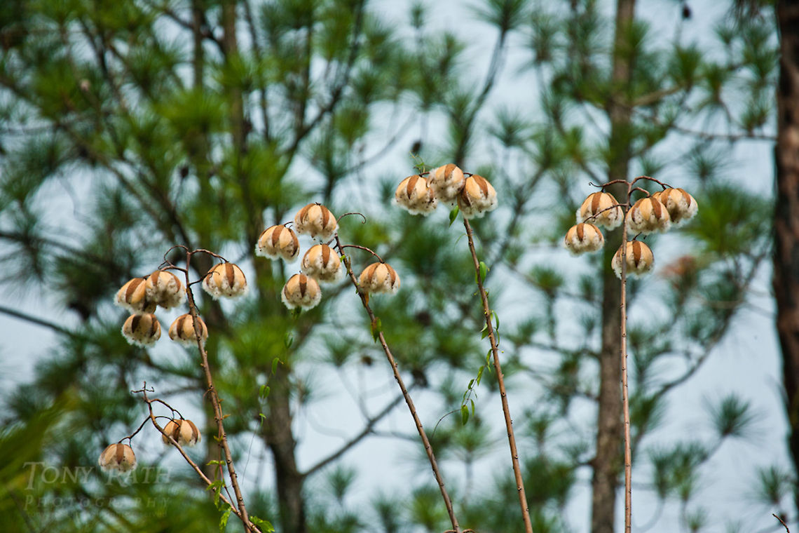 Seed Pods Seed pods, Bladen Nature Reserve, Belize Belize,Dangriga,Seed pods,flowers