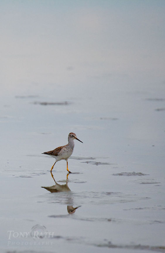 Greater Yellowlegs Greater Yellowlegs - The National Park of Agua Caliente Lagoon at Laguna Village, Toledo District, Belize Belize,Blue Creek Village,Cultural Day,Dangriga,Greater Yellowlegs,Maya,Toledo district,Tumul Kin,birds,lagoon
