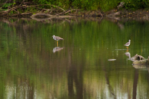 Multiple Greater Yellowlegs Greater Yellowlegs - The National Park of Agua Caliente Lagoon at Laguna Village, Toledo District, Belize Belize,Birds,Blue Creek Village,Cultural Day,Dangriga,Greater Yellowlegs,Maya,Toledo district,Tumul Kin,lagoon