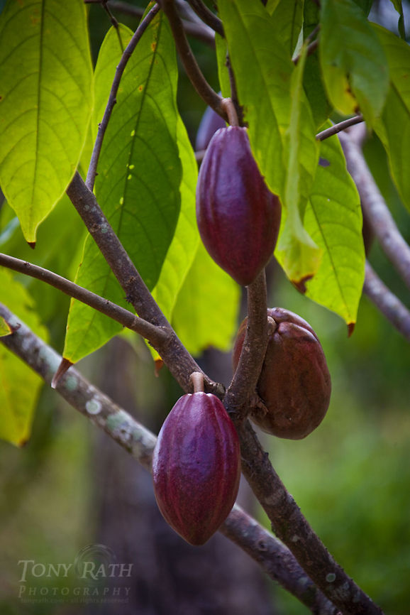 Cacao tree at Jordan Village Cacao tree at Jordan Village, Toledo District, Belize Belize,Blue Creek Village,Cultural Day,Dangriga,Maya,Toledo district,Tumul K'in,Tumul Kin,cacao,mayan