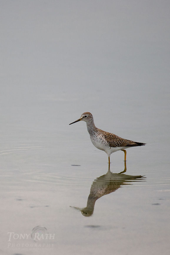Greater Yellowlegs closeup Greater Yellowlegs - The National Park of Agua Caliente Lagoon at Laguna Village, Toledo District, Belize Belize,Birds,Blue Creek Village,Cultural Day,Dangriga,Greater Yellowlegs,Maya,Toledo district,Tumul Kin,lagoon