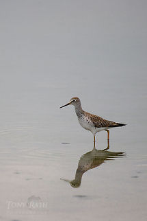 Greater Yellowlegs closeup Greater Yellowlegs - The National Park of Agua Caliente Lagoon at Laguna Village, Toledo District, Belize Belize,Birds,Blue Creek Village,Cultural Day,Dangriga,Greater Yellowlegs,Maya,Toledo district,Tumul Kin,lagoon