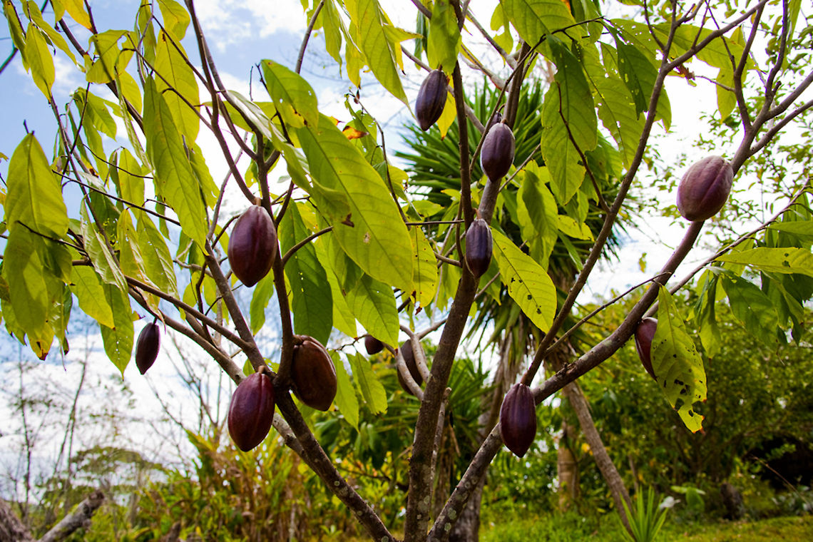 Cacao tree at Jordan Village Cacao tree at Jordan Village, Toledo District, Belize Belize,Blue Creek Village,Cultural Day,Dangriga,Maya,Toledo district,Tumul K'in,Tumul Kin,cacao,mayan