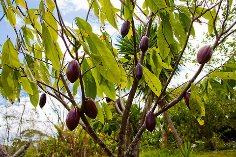 Cacao tree at Jordan Village Cacao tree at Jordan Village, Toledo District, Belize Belize,Blue Creek Village,Cultural Day,Dangriga,Maya,Toledo district,Tumul K'in,Tumul Kin,cacao,mayan