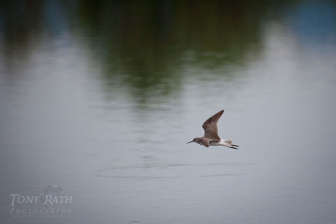 Greater Yellowlegs in flight Greater Yellowlegs The National Park of Agua Caliente Lagoon at Laguna Village, Toledo District, Belize Belize,Birds,Blue Creek Village,Cultural Day,Dangriga,Greater Yellowlegs,Maya,Toledo district,Tumul Kin,lagoon