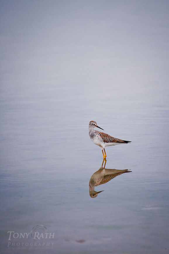 Greater Yellowlegs Greater Yellowlegs - The National Park of Agua Caliente Lagoon at Laguna Village, Toledo District, Belize Belize,Blue Creek Village,Cultural Day,Dangriga,Greater Yellowlegs,Maya,Toledo district,Tumul Kin,birds,lagoon