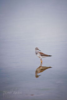 Greater Yellowlegs Greater Yellowlegs - The National Park of Agua Caliente Lagoon at Laguna Village, Toledo District, Belize Belize,Blue Creek Village,Cultural Day,Dangriga,Greater Yellowlegs,Maya,Toledo district,Tumul Kin,birds,lagoon