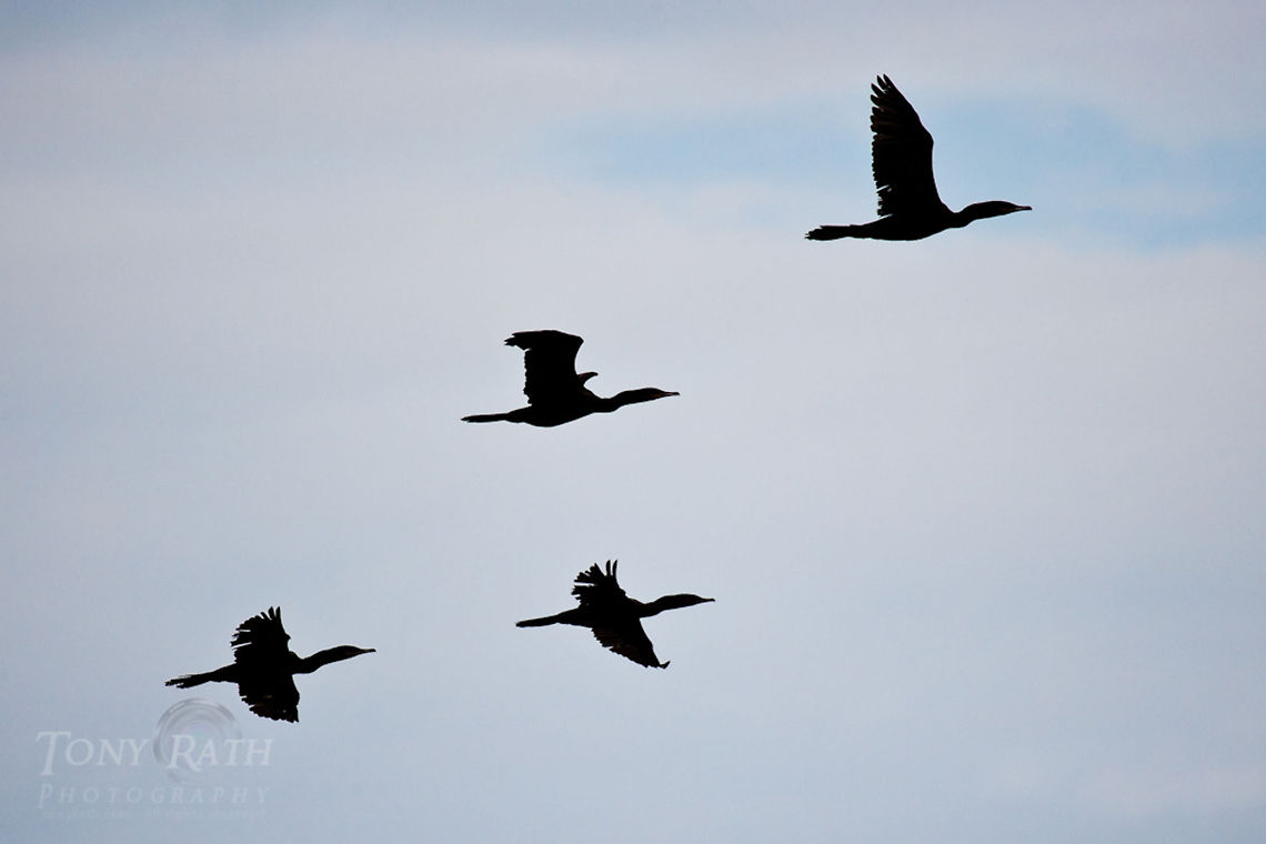 Cormorants in flight Cormorants The National Park of Agua Caliente Lagoon at Laguna Village, Toledo District, Belize Belize,Birds,Blue Creek Village,Cormorants,Cultural Day,Dangriga,Maya,Toledo district,Tumul Kin,lagoon