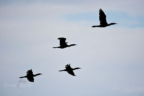 Cormorants in flight Cormorants The National Park of Agua Caliente Lagoon at Laguna Village, Toledo District, Belize Belize,Birds,Blue Creek Village,Cormorants,Cultural Day,Dangriga,Maya,Toledo district,Tumul Kin,lagoon