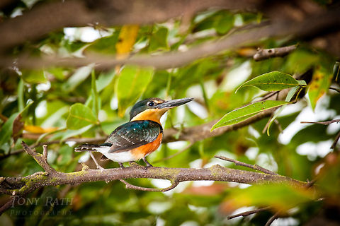 Pygmy Kingfisher Pygmy Kingfisher - The National Park of Agua Caliente Lagoon at Laguna Village, Toledo District, Belize American pygmy kingfisher,Belize,Blue Creek Village,Chloroceryle aenea,Cultural Day,Dangriga,Kingfisher,Maya,Toledo district,Tumul Kin,birds,lagoon