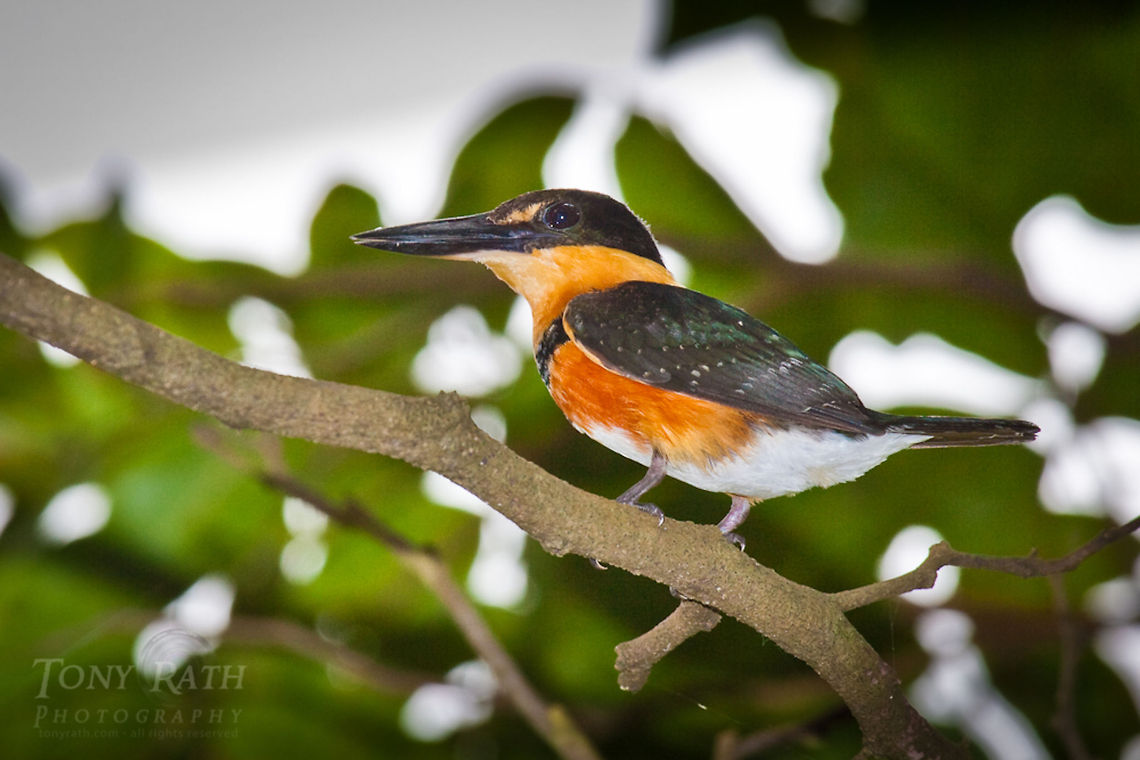 Pygmy Kingfisher Pygmy Kingfisher - The National Park of Agua Caliente Lagoon at Laguna Village, Toledo District, Belize American pygmy kingfisher,Belize,Blue Creek Village,Chloroceryle aenea,Cultural Day,Dangriga,Kingfisher,Maya,Toledo district,Tumul Kin,birds,lagoon