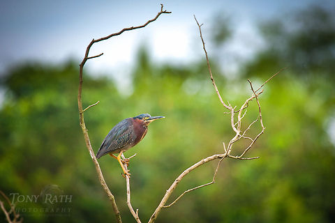 Green Heron Green Heron Belize,Blue Creek Village,Cultural Day,Dangriga,Heron,Maya,Toledo district,Tumul Kin,birds