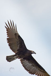 Black Vulture in flight Black Vulture Belize,Blue Creek Village,Cultural Day,Dangriga,Maya,Toledo district,Tumul Kin,Vulture,birds