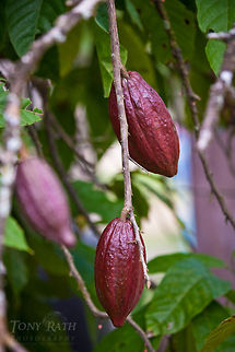 Cacao in Jordan Village Cacao , Jordan Village, Toledo District, Belize Belize,Blue Creek Village,Cultural Day,Dangriga,Maya,Theobroma cacao,Toledo district,Tumul Kin,cacao,mayan