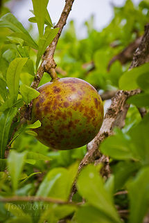Calabash fruit in Jordan Village Calabash fruit in Jordan Village, Toledo District, Belize Belize,Blue Creek Village,Crescentia cujete,Cultural Day,Dangriga,Fruit,Maya,Toledo district,Tumul Kin,calabash,mayan