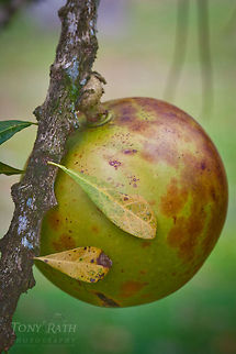 Calabash fruit in Jordan Village Calabash fruit in Jordan Village, Toledo District, Belize Belize,Blue Creek Village,Crescentia cujete,Cultural Day,Dangriga,Fruit,Maya,Toledo district,Tumul Kin,calabash,mayan