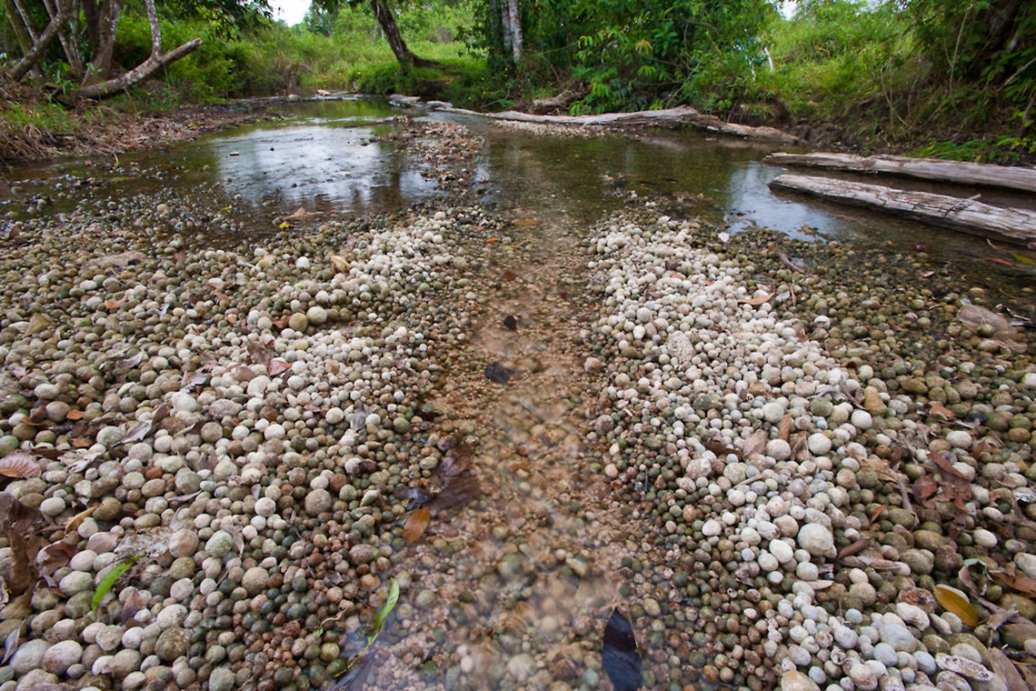 Round stones in Mahbil Ha Creek Round stones in Mahbil Ha Creek at Mahbil Ha Village, Toledo District, Belize Belize,Blue Creek Village,Cultural Day,Dangriga,Maya,Toledo district,Tumul K'in,Tumul Kin,creek,mayan