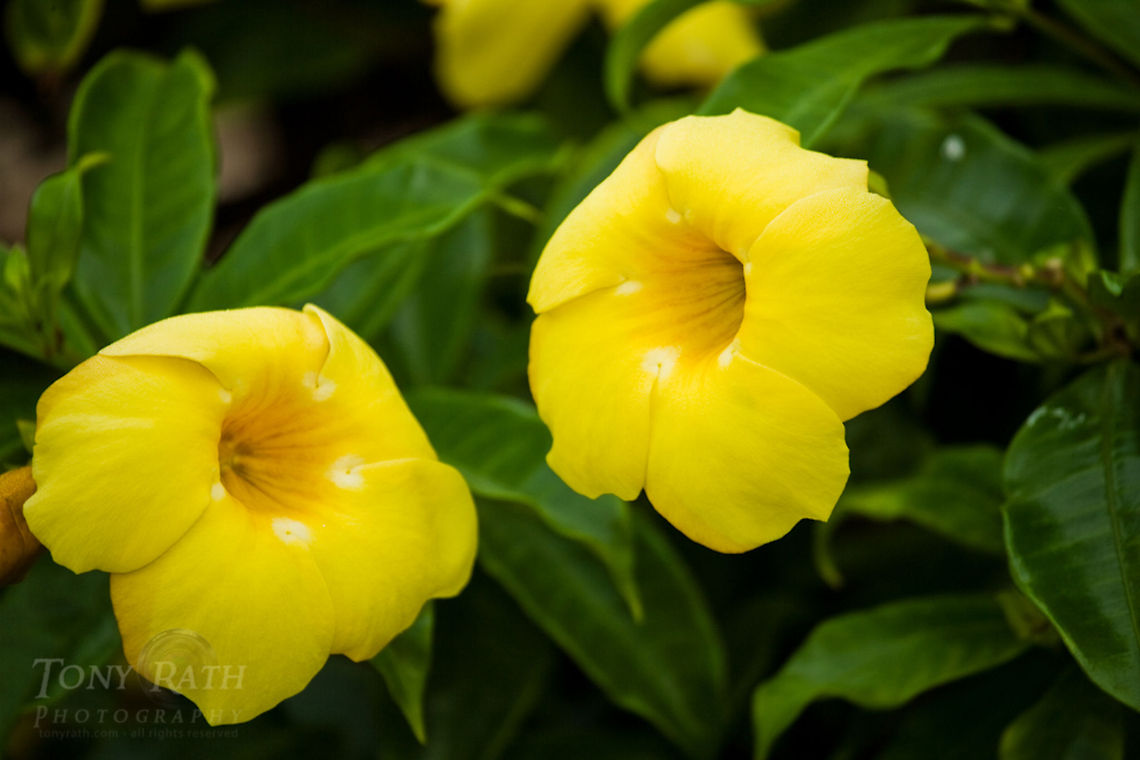 Alamander Plant Alamander Flowers, Dangriga, Belize Alamander Plant,Allamanda angustifolia,Belize,Dangriga,Flowers,flora,plant,tropical,yellow