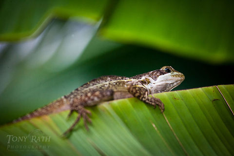 Unknown Lizard Lizard on banana leaf, Dangriga, Belize Basiliscus vittatus,Belize,Brown Basilisk,Dangriga,herp,lizard,reptiles