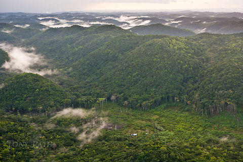 Jungle Valleys Fog in jungle valleys of Mountain Pine Ridge, Belize Belize,Dangriga,Landscapes,aerial,fog,forest,jungle,mountains,valleys