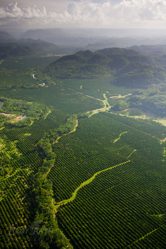 Cave's Branch River, Belize Aerial of Cave's Branch River and farm land,Belize Belize,Caves Branch River,Dangriga,Geotagged,aerial,farm land