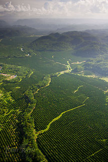 Cave's Branch River, Belize Aerial of Cave's Branch River and farm land,Belize Belize,Caves Branch River,Dangriga,Geotagged,aerial,farm land