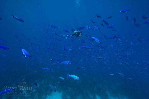 Creole Wrasse School Creole Wrasse School, South Water Caye Marine Reserve, Belize Belize,Clepticus parrae,Dangriga,Diving,SCUBA,dive,underwater