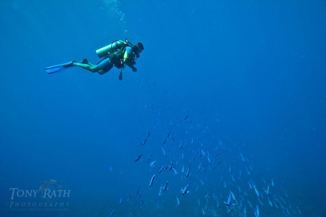Creole Wrasse School Creole Wrasse School, South Water Caye Marine Reserve, Belize Belize,Clepticus parrae,Dangriga,Diving,SCUBA,dive,underwater