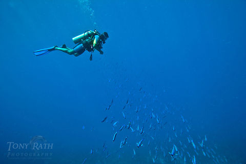 Creole Wrasse School Creole Wrasse School, South Water Caye Marine Reserve, Belize Belize,Clepticus parrae,Dangriga,Diving,SCUBA,dive,underwater