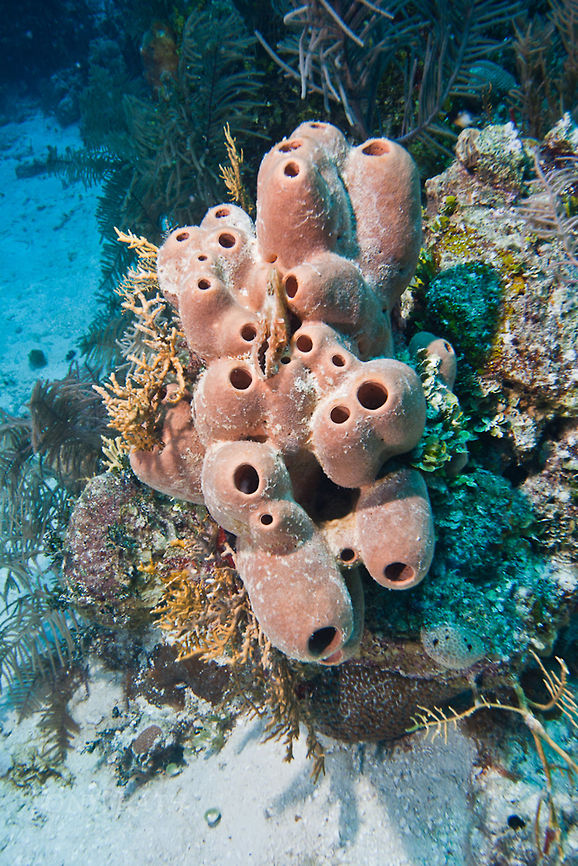 Brown Tube Sponge Brown Tube Sponge, South Water Caye Marine Reserve, Belize Agelas tubulata,Belize,Brown Tube Sponge,Dangriga,Diving,SCUBA,Sponge,dive,underwater
