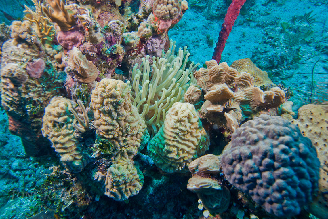 Shallow Patch Reef Shallow Patch Reef, South Water Caye Marine Reserve, Belize Belize,Dangriga,Diving,SCUBA,dive,underwater